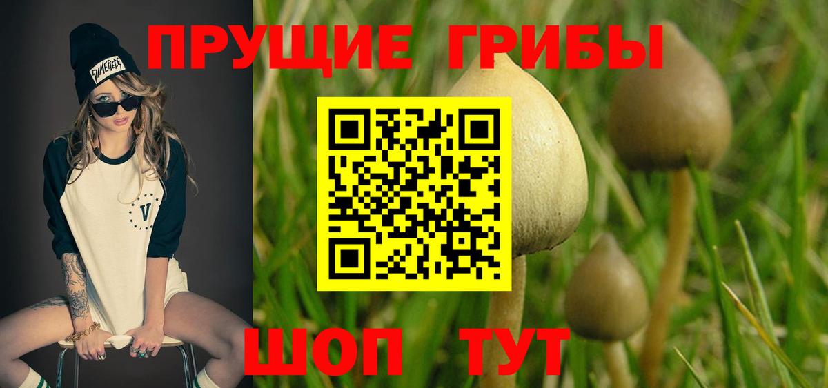 Бердск  Галлюциногенные грибы Psilocybe  Вход с VPN 